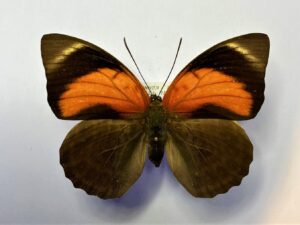 Agrias claudiana claudianus