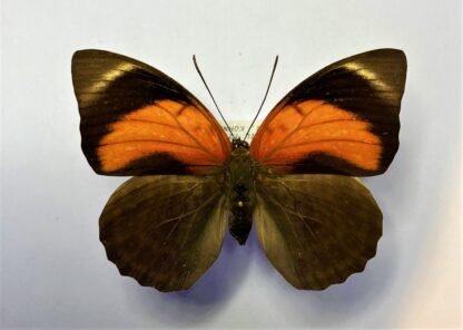 Agrias claudiana claudianus