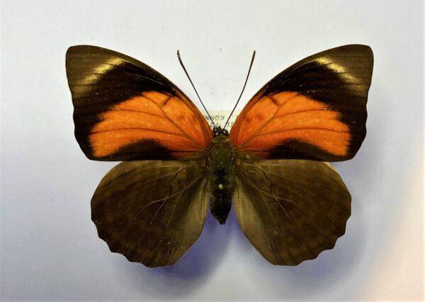 Agrias claudiana claudianus
