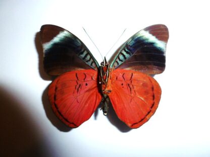 Panacea prola