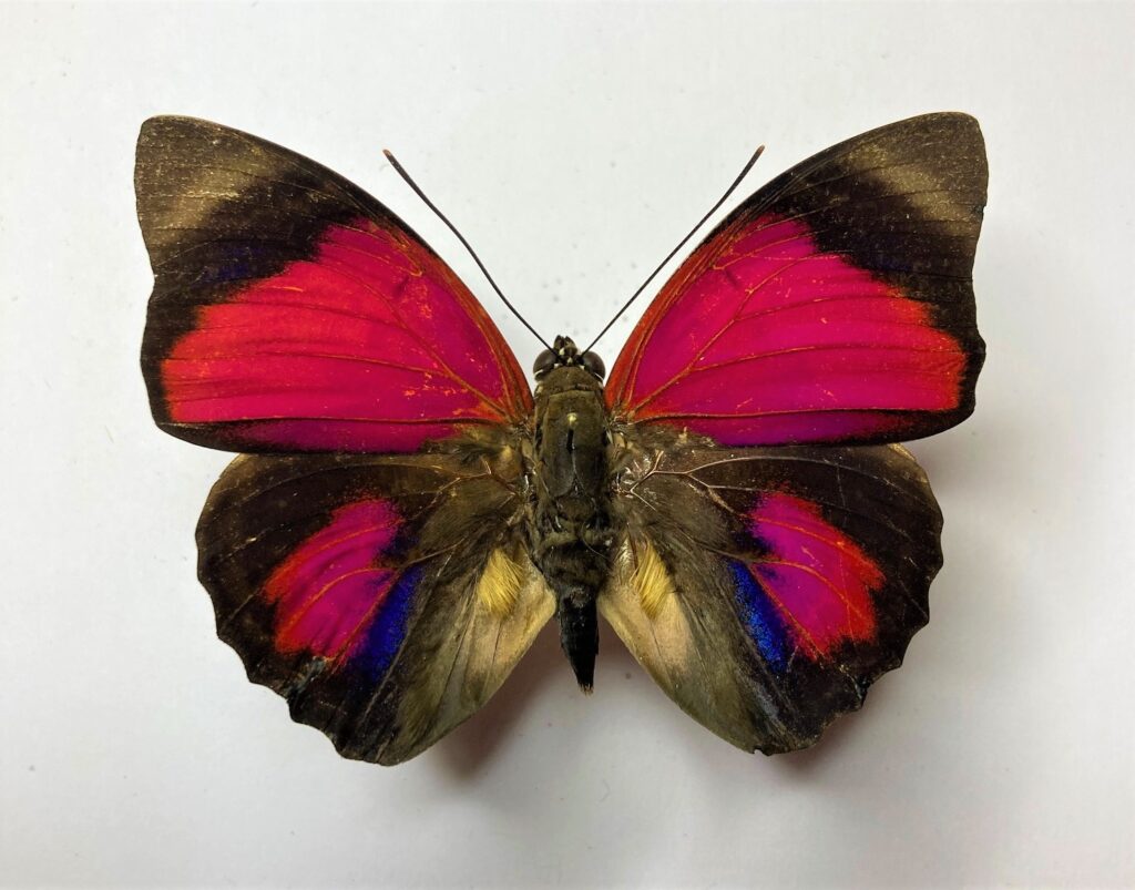 Agrias claudiana sardanapalus