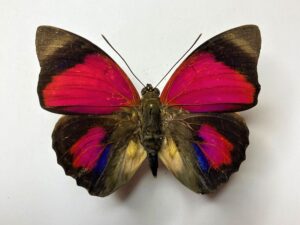 Agrias claudiana sardanapalus