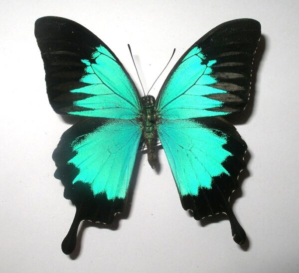 Achillides ulysses ssp1