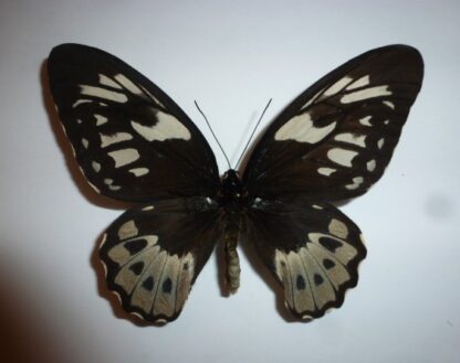 Ornithoptera aesacus