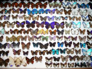 Lycaenidae 10 Stück