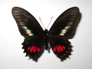 Eurytides ariarathes