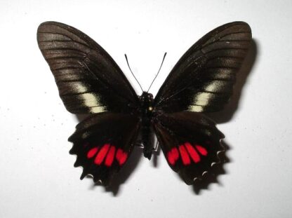 Eurytides ariarathes
