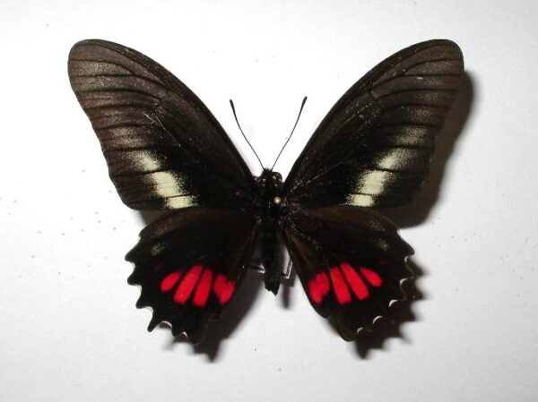Eurytides ariarathes
