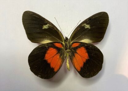 Delias aruna