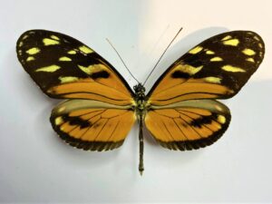 Heliconius sp.