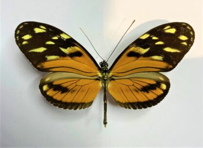 Heliconius sp.