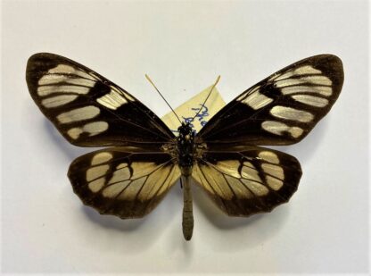 Ituna ilione