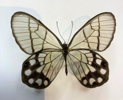 Cithaerias  hypaesia