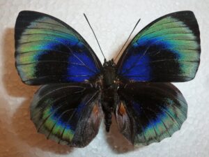 Agrias beata