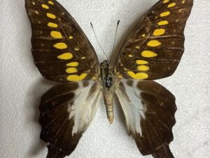 Graphium mendana