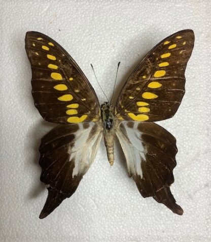 Graphium mendana
