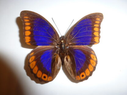 Prepona brooksiana