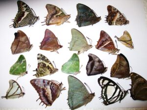 Charaxes