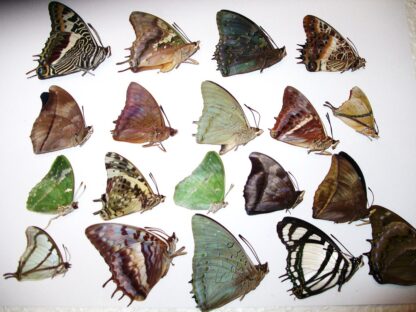 Charaxes