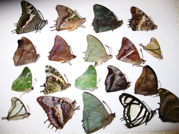 Charaxes