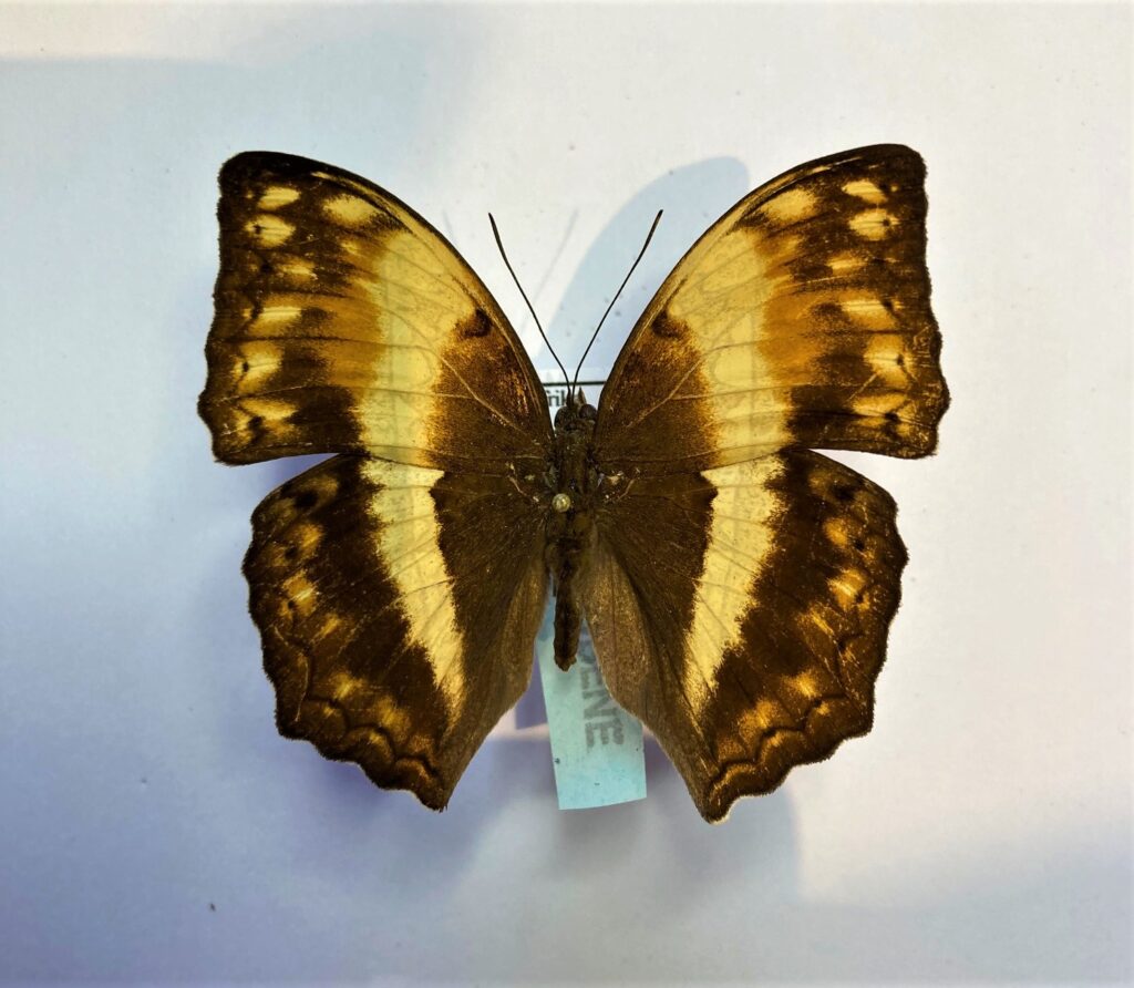 Cymothoe theobene