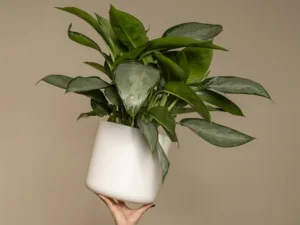 Aglaonema Plant