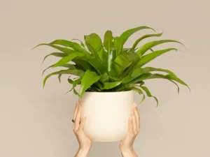 Bird’s Nest Fern