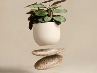 Ctenanthe