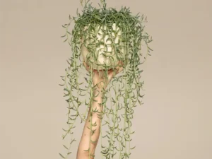 Curio Radicans