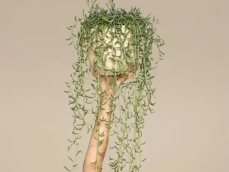 Curio Radicans