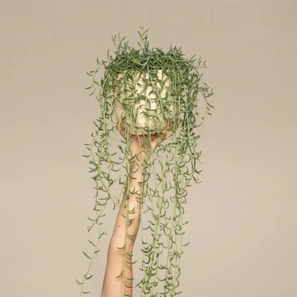 products-05 Curio Radicans