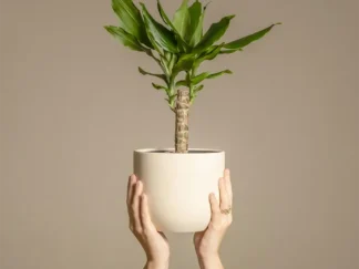 Dragon Tree