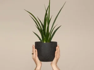 Dracaena Trifasciata