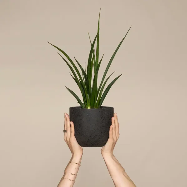 products-07 Dracaena Trifasciata