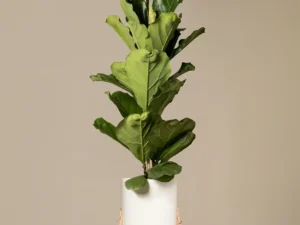 Fiddle-Leaf Fig