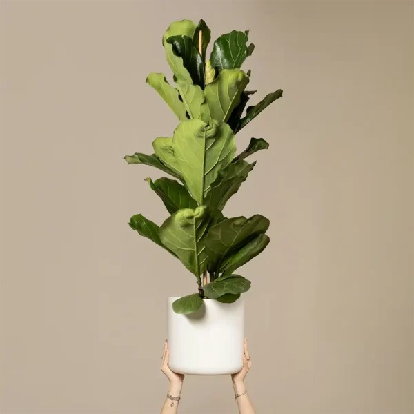 products-08 Fiddle-Leaf Fig
