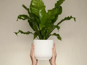 Green Bird’s Nest Fern