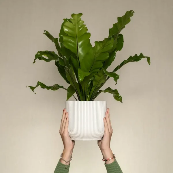 products-09 Green Bird’s Nest Fern