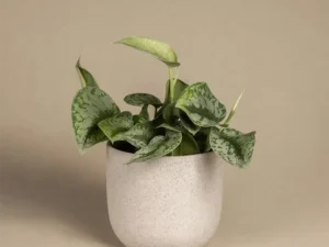 Grosse Silbrige Efeuture