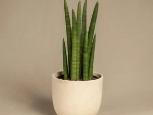 Large Snake Plant