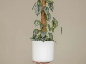 Philodendron