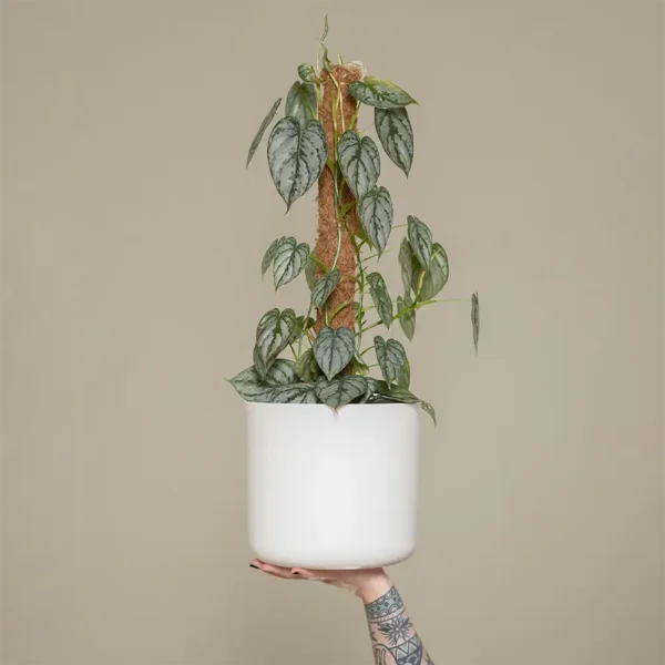 products-14 Philodendron