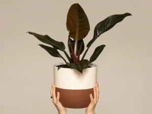 Philodendron Erubescens