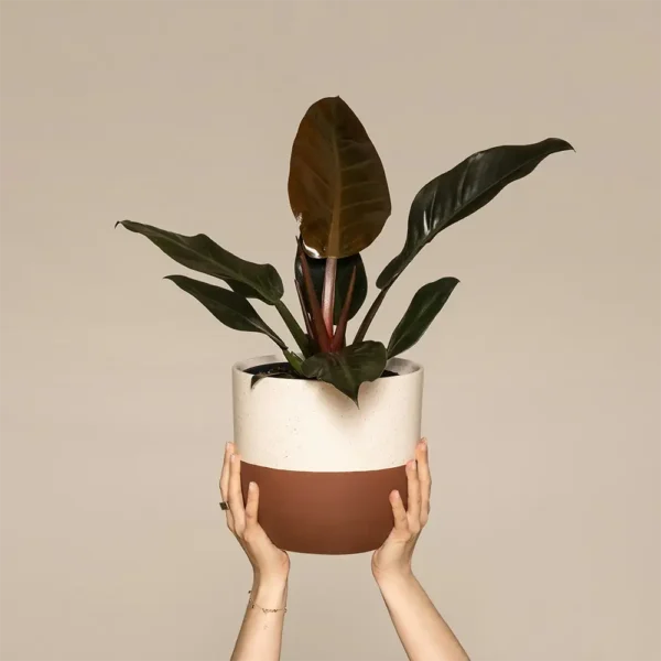 products-15 Philodendron Erubescens