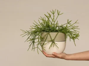 Rhipsalis Baccifera