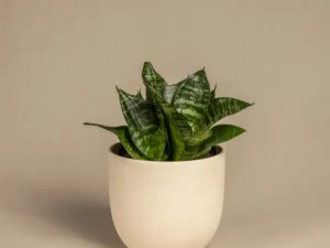 Snake Plant