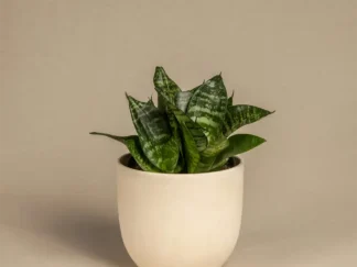 Snake Plant