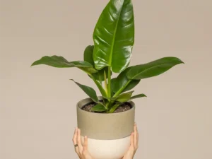 Strelitzia