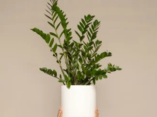 Zamioculcas Zamilfolia