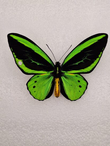 Orniopthera priamus poseidon – Bild 2